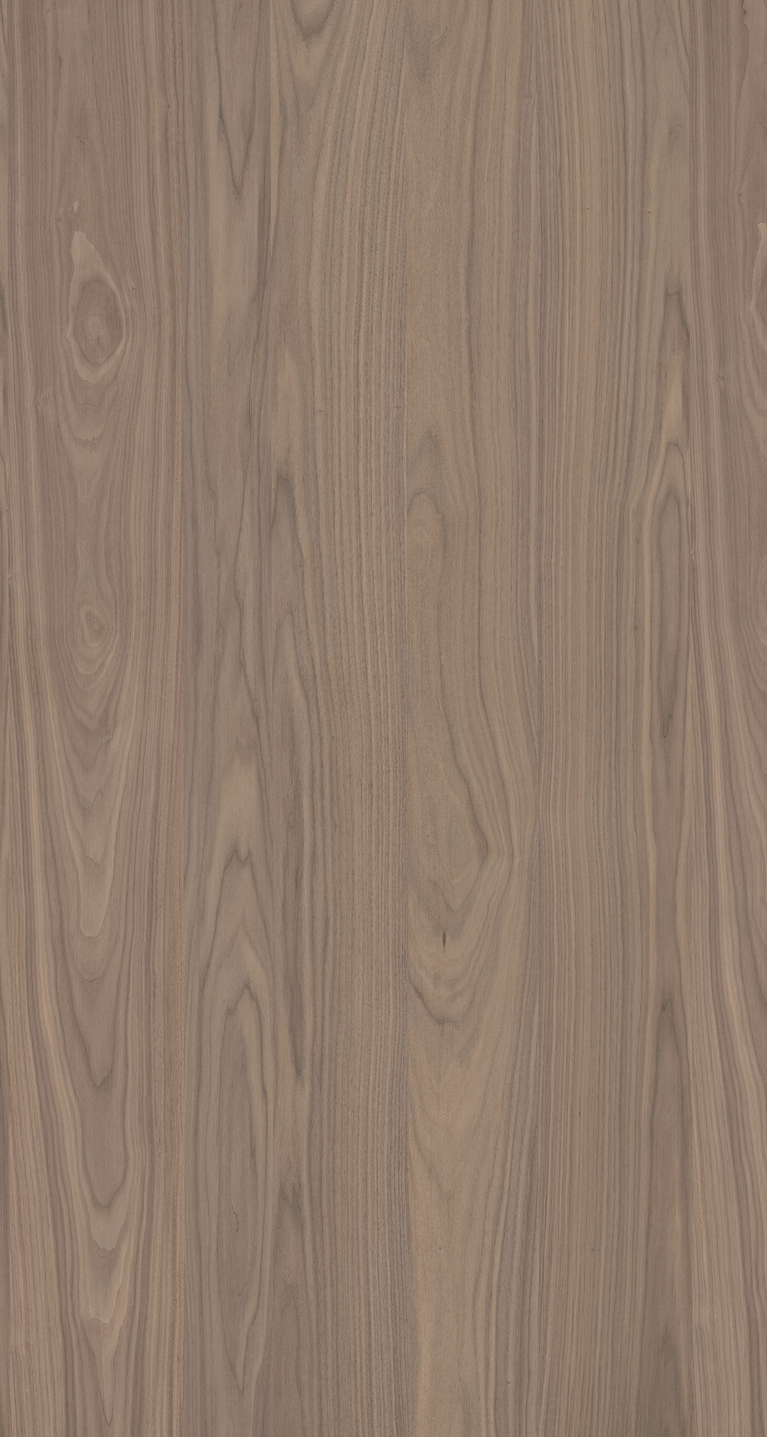 Black American Walnut